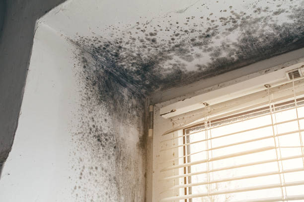 Affordable Mold Remediation solutions in Monroe Township, NJ